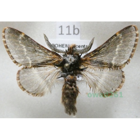 Poecilocampa populi (Linnaeus, 1758) male Czech11b